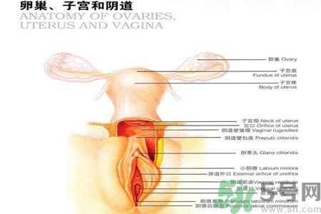 陰道干澀的原因是什么？陰道干澀怎么辦？