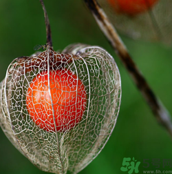 紅姑娘吃多了會(huì)怎樣？吃野生紅姑娘的好處和壞處