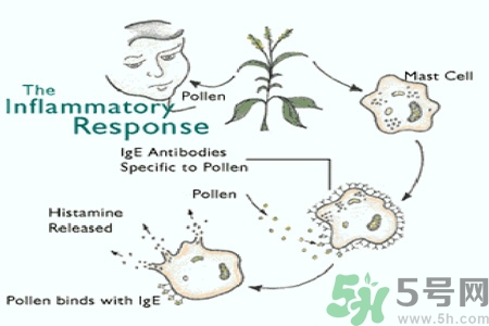 花粉過敏的表現(xiàn)是什么？如何有效的預(yù)防花粉過敏？