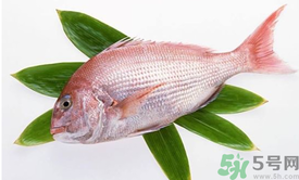 吃魚(yú)眼睛對(duì)眼睛有好處嗎？吃什么魚(yú)對(duì)眼睛好？