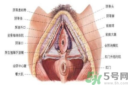 外陰瘙癢怎么回事？外陰瘙癢的原因是什么？