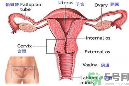 外陰瘙癢如何治療？外陰瘙癢可以用什么藥？？