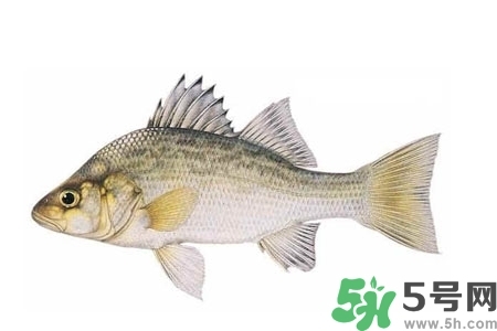 秋季適合吃什么魚？秋季吃魚的好處？