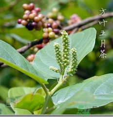 五月茶的功效 五月茶怎么吃？