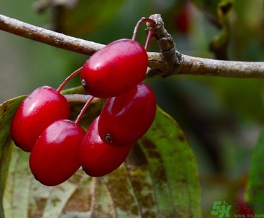 茱萸是什么？重陽節(jié)為什么要插茱萸？