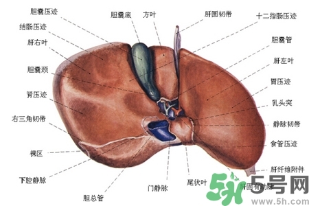 男性護(hù)肝的方法有哪些？養(yǎng)肝護(hù)肝必吃3大營養(yǎng)素