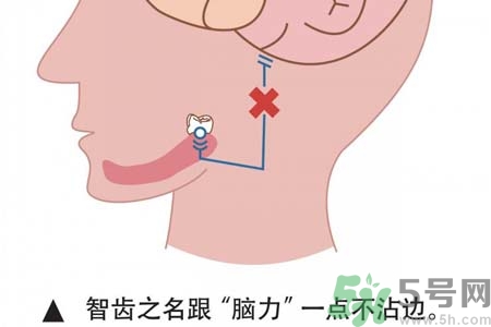 智齒一定要拔掉嗎？什么樣的智齒可以不拔？