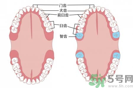 智齒拔了好不好？智齒能不拔嗎？