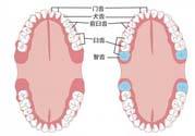 智齒橫著長怎么辦？智齒橫著長一定要拔了嗎？