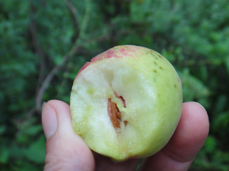 野桃子能吃嗎？野桃子核的功效與作用