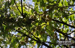 野桃子能吃嗎？野桃子核的功效與作用