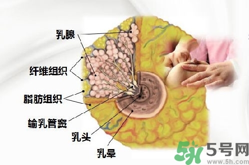 乳汁是怎樣形成的？怎樣才能讓乳汁更多？