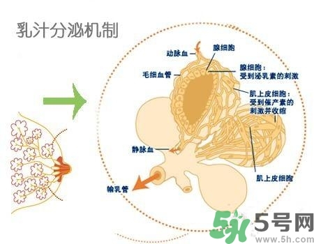 乳汁是怎樣形成的？怎樣才能讓乳汁更多？