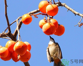 柿子一天最多吃幾個(gè)？柿子一次能吃幾個(gè)？