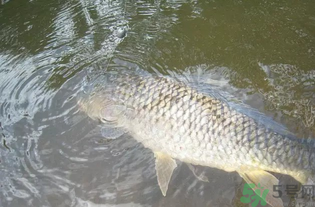 秋天釣魚用腥還是香？秋天釣魚用什么味型餌料？