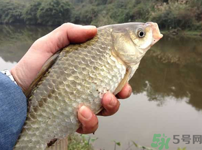 十月份釣鯽魚用什么餌？十月份釣鯽魚用什么餌料好？