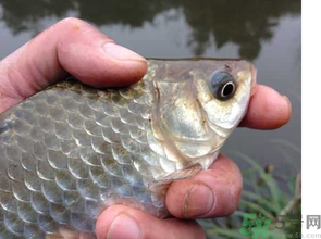 十月份釣鯽魚用什么餌？十月份釣鯽魚用什么餌料好？