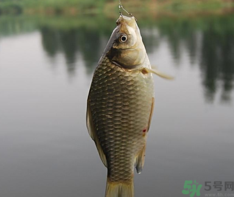 秋天黑坑釣鯽魚用什么餌料？秋天黑坑釣鯽魚餌料配方