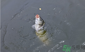 十月份怎么釣鯽魚？十月份怎么釣鯉魚？