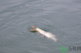 十月份怎么釣鯽魚？十月份怎么釣鯉魚？