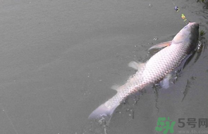 秋天釣草魚用什么餌？秋季釣草魚用什么餌最好？ 