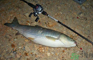 秋天釣草魚用什么餌？秋季釣草魚用什么餌最好？ 