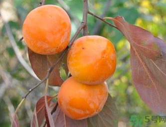 黃柿子和紅柿子有什么區(qū)別？紅柿子和黃柿子哪個(gè)好？