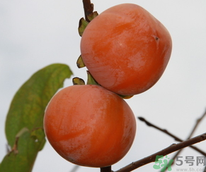 黃柿子和紅柿子有什么區(qū)別？紅柿子和黃柿子哪個(gè)好？