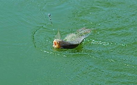 米飯能釣魚嗎 米飯釣魚好嗎