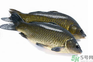 活鯉魚(yú)怎么保存？鯉魚(yú)怎么養(yǎng)才不容易死？