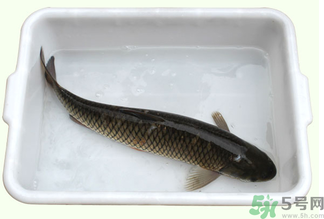 鯉魚(yú)死了還能吃嗎？鯉魚(yú)死了多久不能吃？