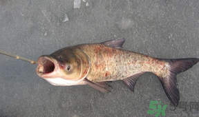 秋天釣鰱魚用什么餌料？秋天釣鰱魚用什么味餌？