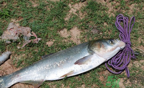 秋天怎么釣鰱魚？秋天釣鰱魚技巧