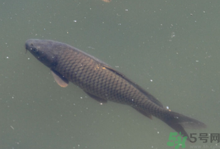 野生鯉魚(yú)怎么釣？野生鯉魚(yú)用什么釣最好？