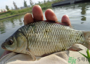 野生鯽魚多少錢一斤？野生鯽魚怎么區(qū)分？