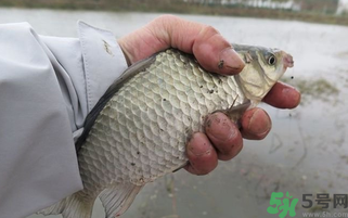 野生鯽魚怎么做好吃？野生鯽魚的做法