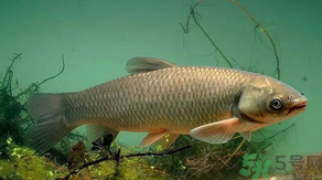 秋天怎么釣草魚？秋天草魚好釣嗎？