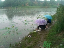 十月下雨能釣魚嗎?十月下雨天鰱魚好釣嗎?