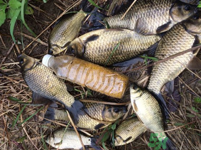 野生鯽魚怎么釣？釣野生鯽魚的技巧