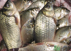 野生鯽魚怎么釣？釣野生鯽魚的技巧