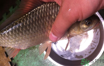 野生鯽魚怎么釣？釣野生鯽魚的技巧