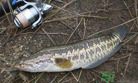 10月份還能釣黑魚嗎？幾月份釣黑魚最好？