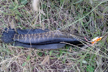 秋天怎么釣黑魚？秋天釣黑魚技巧