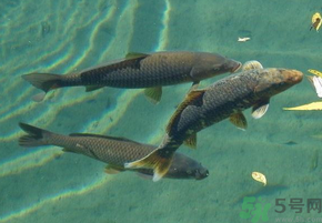 十月份釣青魚好釣嗎？釣青魚什么時(shí)間最好？