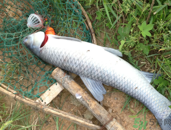 十月份釣青魚好釣嗎？釣青魚什么時(shí)間最好？