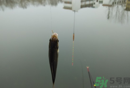 陰天怎么釣魚？陰天釣魚技巧