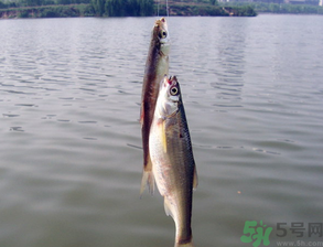 陰天怎么釣魚？陰天釣魚技巧