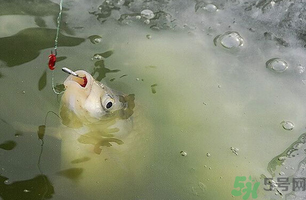 陰天怎么釣魚？陰天釣魚技巧