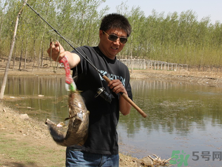 秋季釣黑魚用什么魚餌？秋天釣黑魚用什么餌？