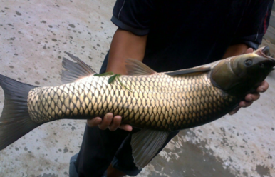 野生草魚多少錢一斤？野生草魚價格